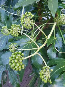 Annelies 05 Natuurkunst